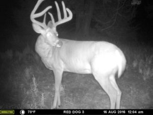 Trophy Whitetail Deer Hunting in Kansas with Red Dog Outfitters